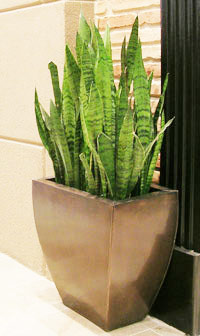 Sansevieria Zeylanica